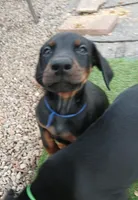 AVAILABLE 💙Baby boy Blue , a male Doberman Pinscher for sale in Ontario, OH – Photo 1 of 10