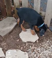 AVAILABLE 💙 Cash, a male Doberman Pinscher for sale in Ontario, OH – Photo 9 of 10