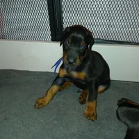 AVAILABLE 💙Baby boy Blue , a male Doberman Pinscher for sale in Ontario, OH – Photo 8 of 10
