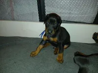 Blue Mudy, a male Doberman Pinscher for sale in Ontario, OH – Photo 6 of 8
