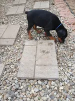 AVAILABLE 💙Baby boy Blue , a male Doberman Pinscher for sale in Ontario, OH – Photo 5 of 10