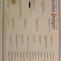 AVAILABLE 💙Baby boy Blue , a male Doberman Pinscher for sale in Ontario, OH – Photo 9 of 10