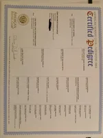 Blue Mudy, a male Doberman Pinscher for sale in Ontario, OH – Photo 8 of 8