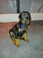 Blue Mudy, a male Doberman Pinscher for sale in Ontario, OH – Photo 1 of 8