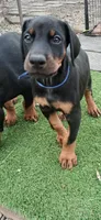 AVAILABLE 💙Baby boy Blue , a male Doberman Pinscher for sale in Ontario, OH – Photo 2 of 10