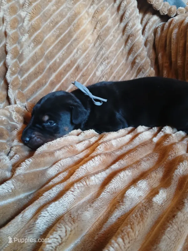 Dash – Doberman Pinscher puppy for sale in Ontario, OH