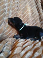 Uber- full Euro, a male Doberman Pinscher for sale in Ontario, OH – 2 of 4