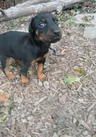 Blk&rust AKC, a male Doberman Pinscher for sale in Mansfield, OH – 2 of 10