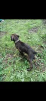 🥰🐻Pip, a male Doberman Pinscher and Cane Corso for sale in Ontario, OH – 3 of 10