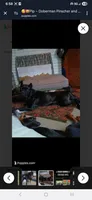 🔥Penny POTTY TRAINED , a female Doberman Pinscher and Cane Corso for sale in Mansfield, OH – 6 of 10