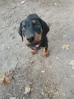 Purple , a female Doberman Pinscher for sale in Mansfield, OH – 8 of 10