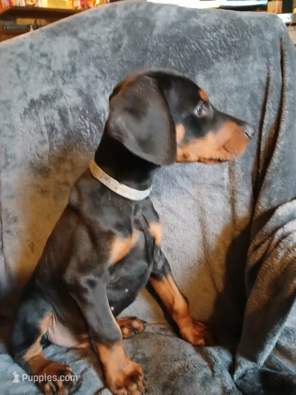 Euro Amazon  – Doberman Pinscher puppy for sale in Mansfield, OH
