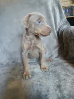 Etsy, a female Doberman Pinscher for sale in Ontario, OH – 8 of 8