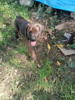 🔥Penny POTTY TRAINED , a female Doberman Pinscher and Cane Corso for sale in Mansfield, OH – 2 of 10