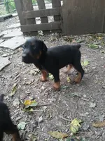 Blk&rust AKC, a male Doberman Pinscher for sale in Mansfield, OH – 6 of 10