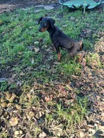 GORGEOUS Euro girl  "Baby Bi"🥰, a female Doberman Pinscher for sale in Mansfield, OH – 3 of 10
