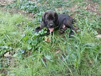 Chill, a male Doberman Pinscher and Cane Corso for sale in Ontario, OH – 9 of 10
