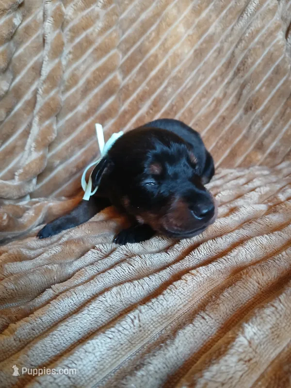 Uber- full Euro – Doberman Pinscher puppy for sale in Ontario, OH