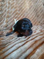 Uber- full Euro, a male Doberman Pinscher for sale in Ontario, OH – 1 of 4