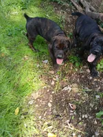 Chip🍪🪽, a male Doberman Pinscher and Cane Corso for sale in Ontario, OH – 4 of 10