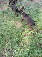 🥰🐻Pip, a male Doberman Pinscher and Cane Corso for sale in Ontario, OH – 4 of 10