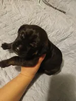 Boy 4, a male Doberman Pinscher and Cane Corso for sale in Ontario, OH – 5 of 9