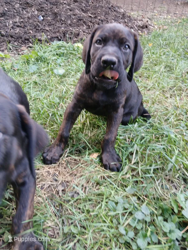Chill – Doberman Pinscher, Cane Corso puppy for sale in Ontario, OH