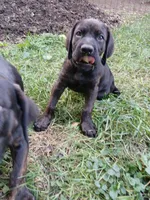 Chill, a male Doberman Pinscher and Cane Corso for sale in Ontario, OH – 1 of 10