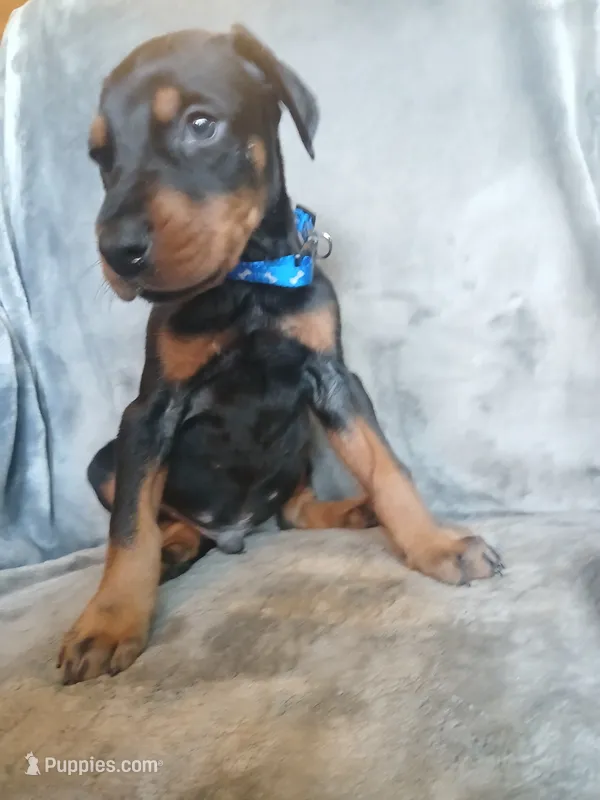 Dash – Doberman Pinscher puppy for sale in Ontario, OH