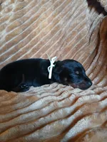 Uber- full Euro, a male Doberman Pinscher for sale in Ontario, OH – 4 of 4