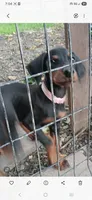 Full Euro female "Baby Bi", a female Doberman Pinscher for sale in Mansfield, OH – 3 of 9