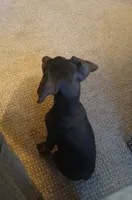 GORGEOUS Euro girl  "Baby Bi"🥰, a female Doberman Pinscher for sale in Mansfield, OH – 6 of 10