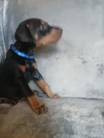 Euro Dash, a male Doberman Pinscher for sale in Ontario, OH – 3 of 8