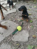 Blk&rust AKC, a male Doberman Pinscher for sale in Mansfield, OH – 7 of 10