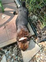 Petunia , a female Doberman Pinscher and Cane Corso for sale in Ontario, OH – 5 of 10