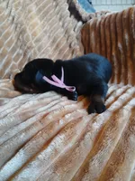 Baby Bi, a female Doberman Pinscher for sale in Ontario, OH – 2 of 4