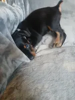 Amazon , a male Doberman Pinscher for sale in Ontario, OH – 4 of 7