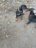 Purple , a female Doberman Pinscher for sale in Mansfield, OH – 10 of 10