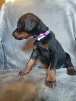 Euro Baby Bi, a female Doberman Pinscher for sale in Ontario, OH – 3 of 8