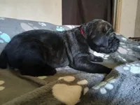 Girl 2, a female Doberman Pinscher and Cane Corso for sale in Ontario, OH – 2 of 10