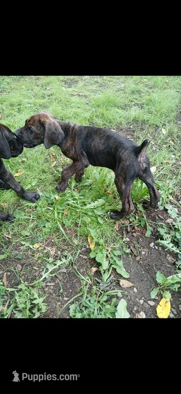  🏵Potty TRAINED; Penny🔥 RTG – Doberman Pinscher, Cane Corso puppy for sale in Ontario, OH