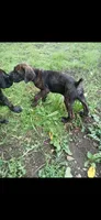Penny 🏵🔥, a female Doberman Pinscher and Cane Corso for sale in Ontario, OH – 3 of 10