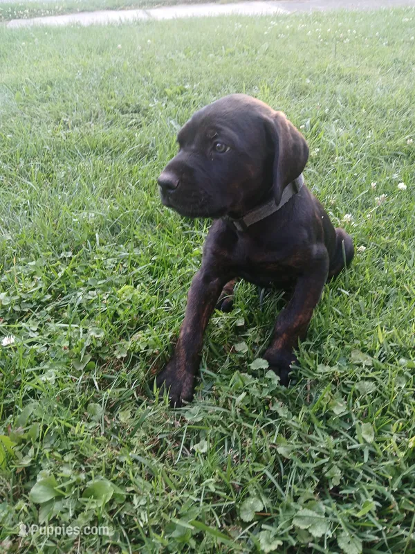 The Chub Cub🥰 – Doberman Pinscher, Cane Corso puppy for sale in Ontario, OH
