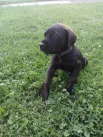 The Chub Cub🥰, a male Doberman Pinscher and Cane Corso for sale in Ontario, OH – 1 of 10