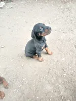 AKC blk&rust 1, a male Doberman Pinscher for sale in Mansfield, OH – 3 of 10