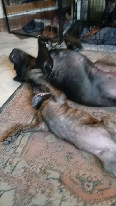 🔥Penny POTTY TRAINED , a female Doberman Pinscher and Cane Corso for sale in Mansfield, OH – 10 of 10