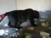 Girl 1, a female Doberman Pinscher and Cane Corso for sale in Ontario, OH – 4 of 10