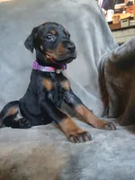 Euro Baby Bi, a female Doberman Pinscher for sale in Ontario, OH – 2 of 8