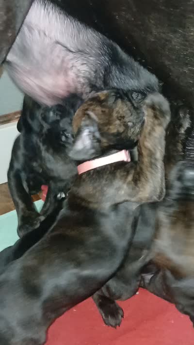 Petunia , a female Doberman Pinscher and Cane Corso for sale in Ontario, OH – 10 of 10