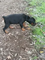 Blk&rust AKC, a male Doberman Pinscher for sale in Mansfield, OH – 5 of 10
